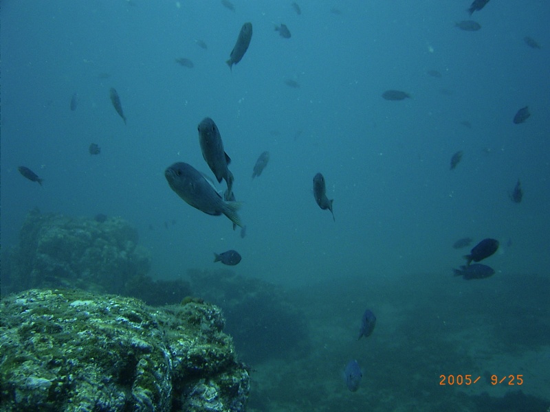 (Fishtales) Fish