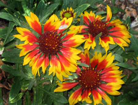 Flowers