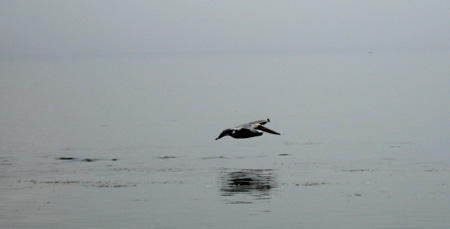 Flying in ground effect