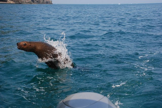 Following Sea Lion