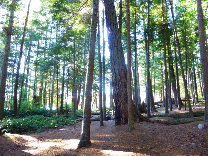 Forest typical of the San Juan Islands