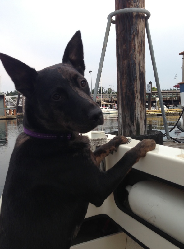 Friday Harbor, Dog friendly town.