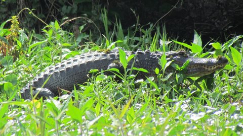 gator in the weeds