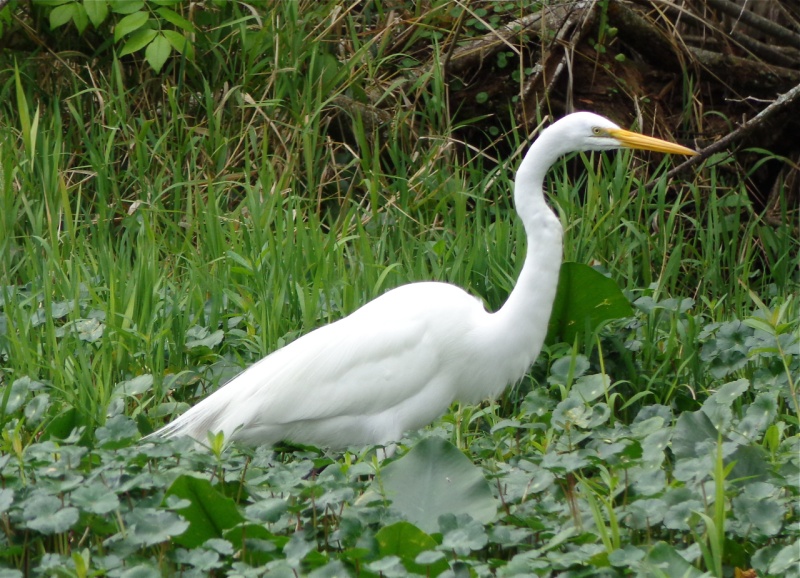 Great egret.
