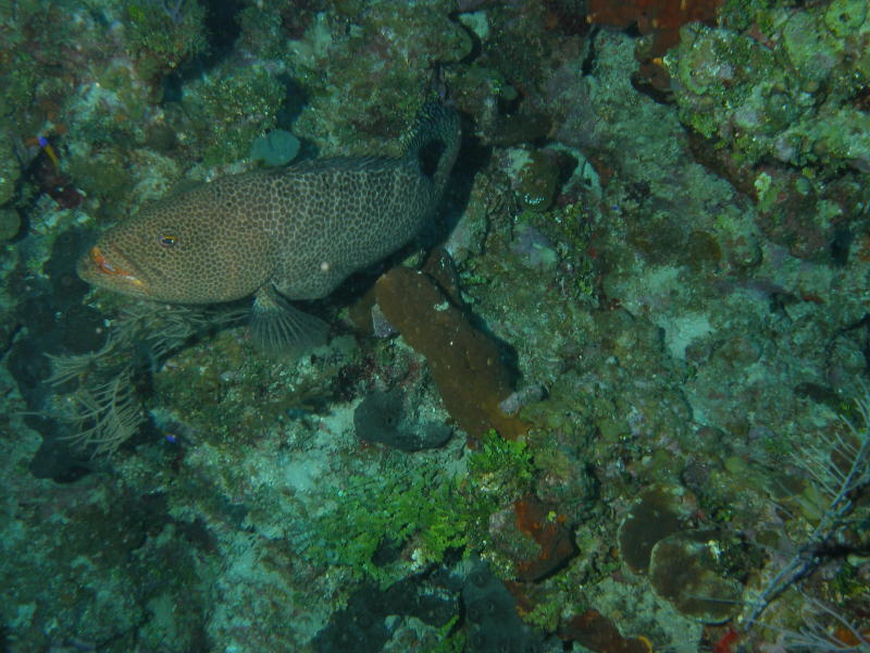 Grouper