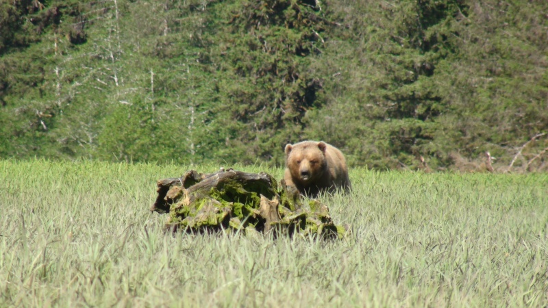 Grumble Bear Red Bluff Bay