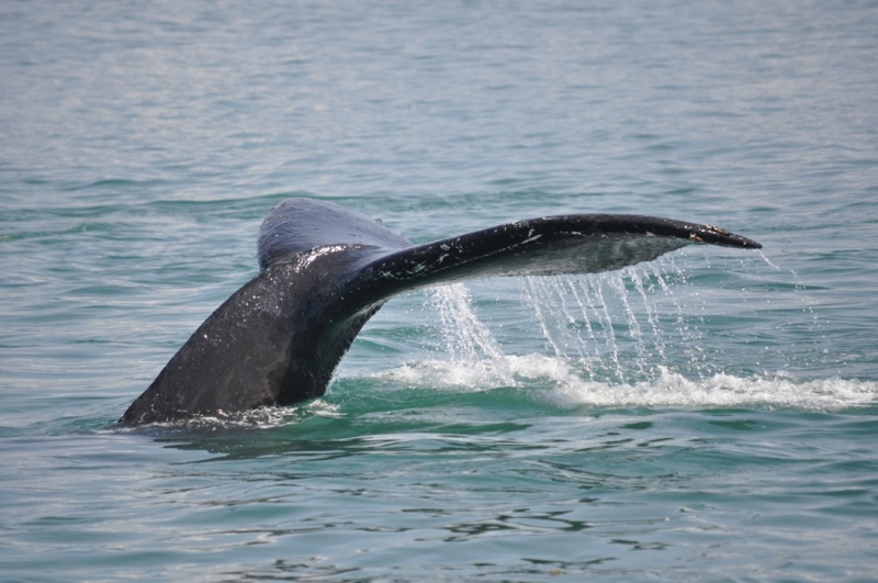Humpback Tail
