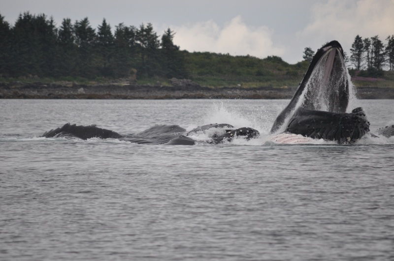 Humpbacks feeding near Sisters Islands