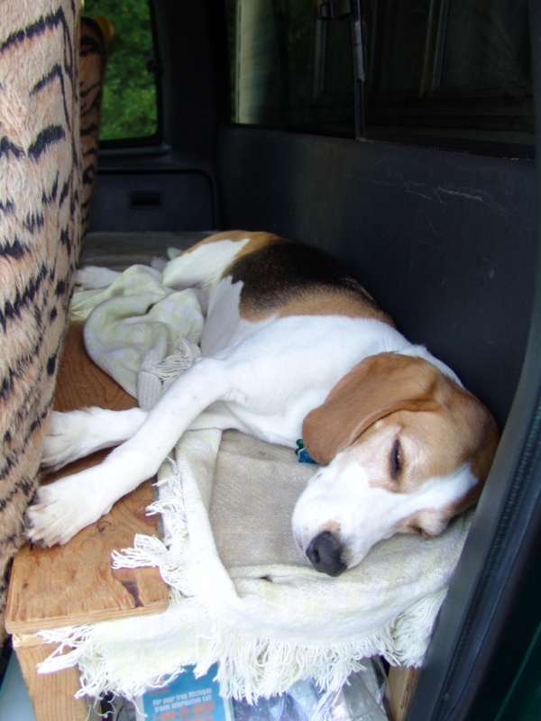 I am so tired. Too much driving, sniffing, and barking.