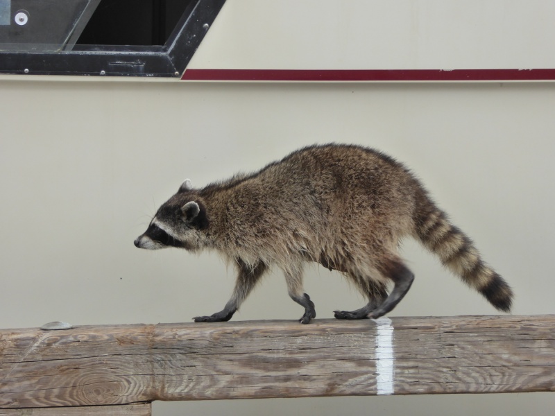 I shooed him away now it's trying to get on the neighbor's boat.