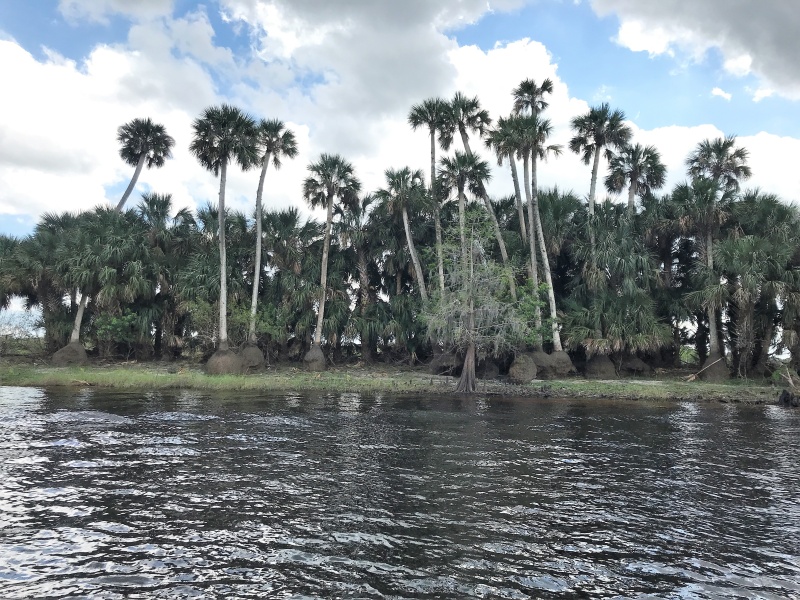 Interesting erosion of these trees along the bank