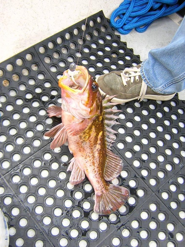 (Jeff and Diane) Jeff\'s Rock Cod