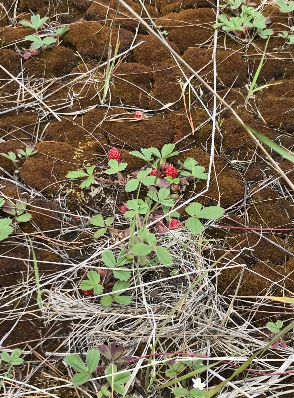 June - Strawberries in Airstrip