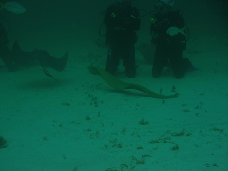 Large Green Morey EEL hungry for our bait