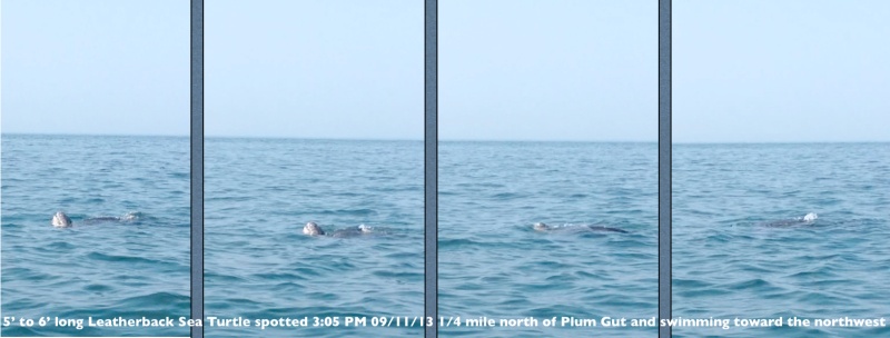 Leatherback turtle spotted in Long Island Sound near Plum Gut