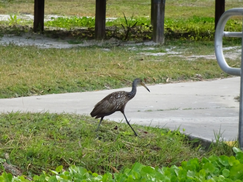 Limpkin