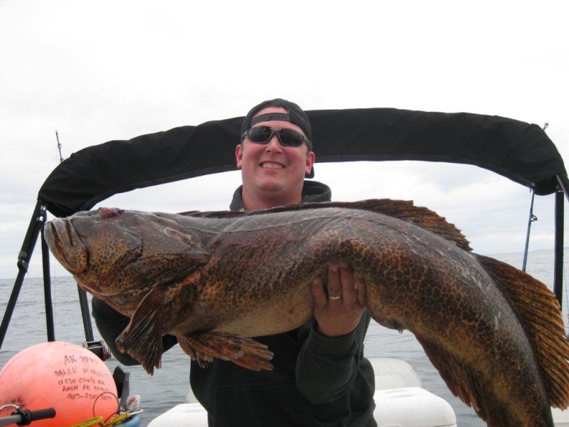 Ling Cod