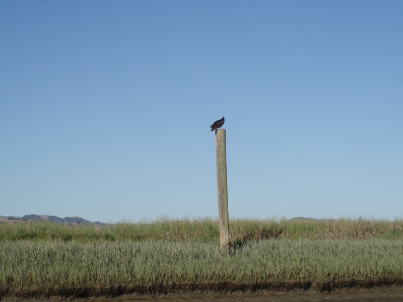 Lone Turkey Vulture (Petaluma River)