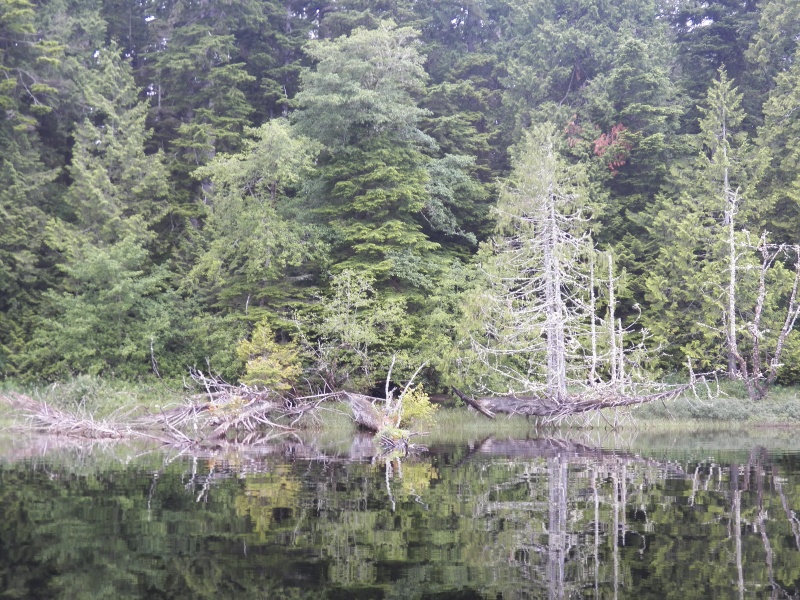 Lots of interesting snags on the shoreline.  In several places there would be a row of little pilings like sometime in the past there had been a tug boat on the lake, but I saw no evidence of past logging along the lake.  Clear cuts to the west were visible from the lake.