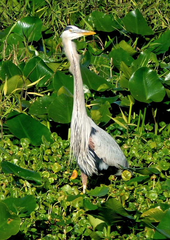 Love those herons!