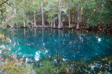 Manatee Springs