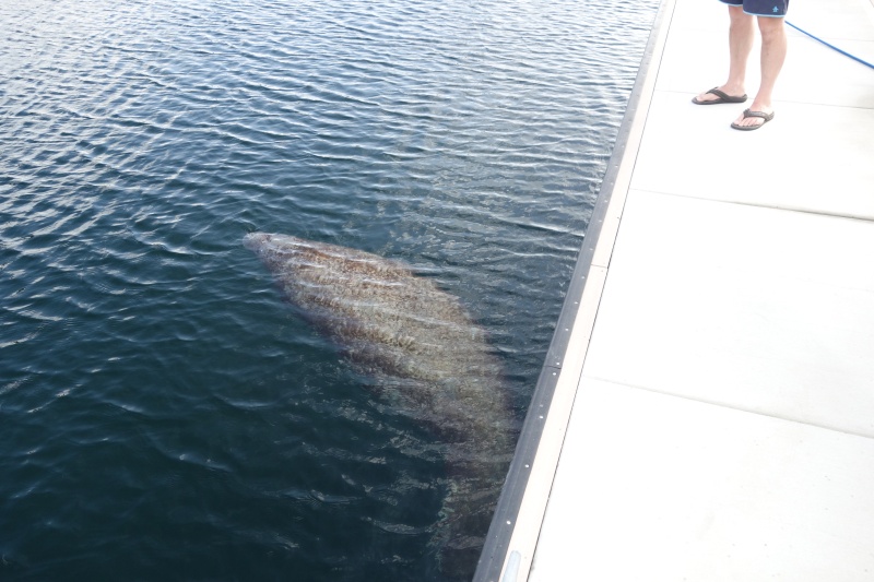 Manatees beg for hose water at marinas, but it's bad for them, don't do it!