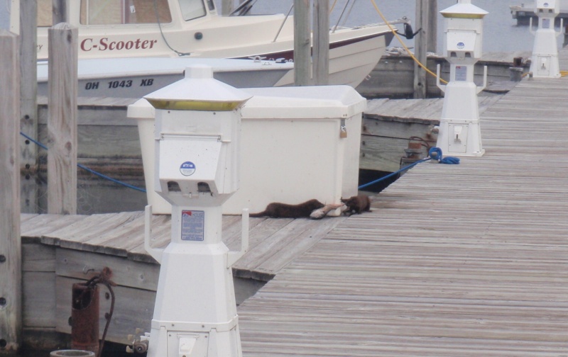 mink fighting over a fish