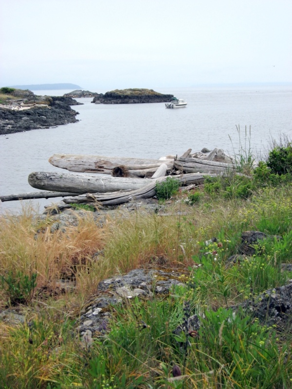 Mitlenatch I - 1.JPG