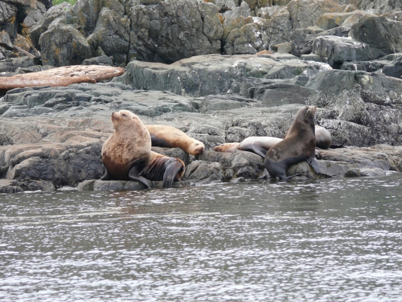 Mitlenatch I - 2.JPG