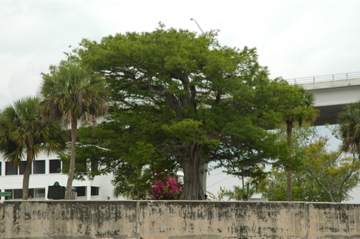 Moore Haven, Fl  "Lone Cypress"