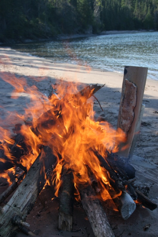 (MOOSE) Planking Lake Trout