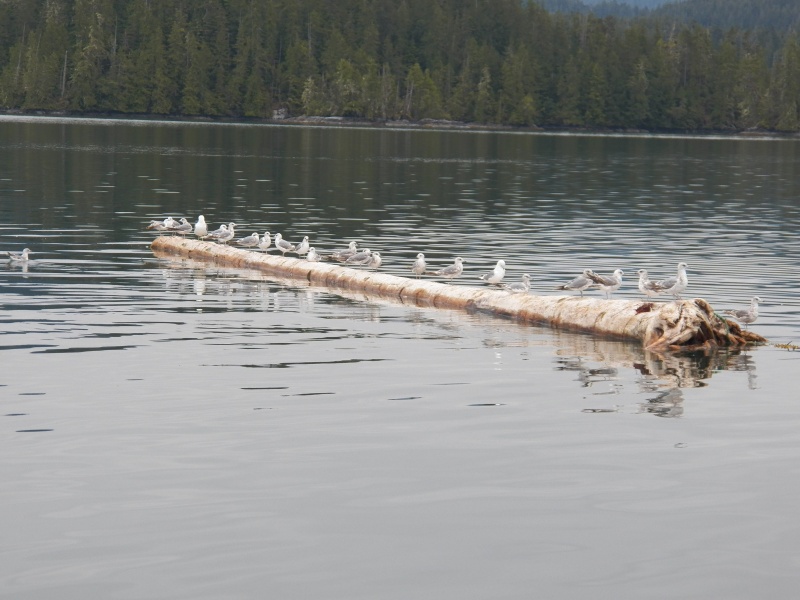 More birds.