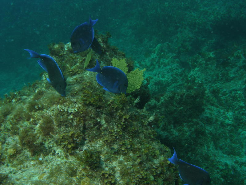 more blue tangs...they just seem to pose for you