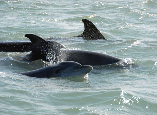 More dolphins (it never gets old)...