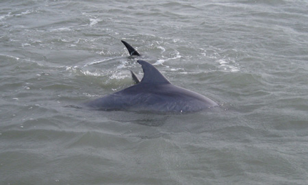 More dolphins