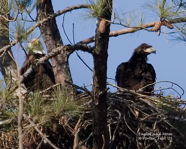 Mother and Eaglet (approx 3 months old)