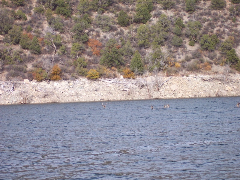 Mule deer can swim, 1 buck, 3 does and 1 fawn.