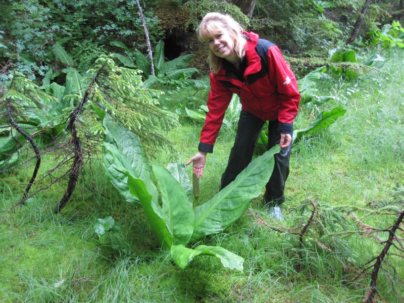 Never seen these plants before.  Like from Jurassic Park.