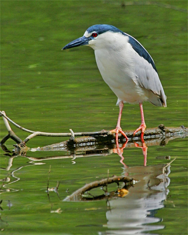 Night Heron just off the Cumberland River