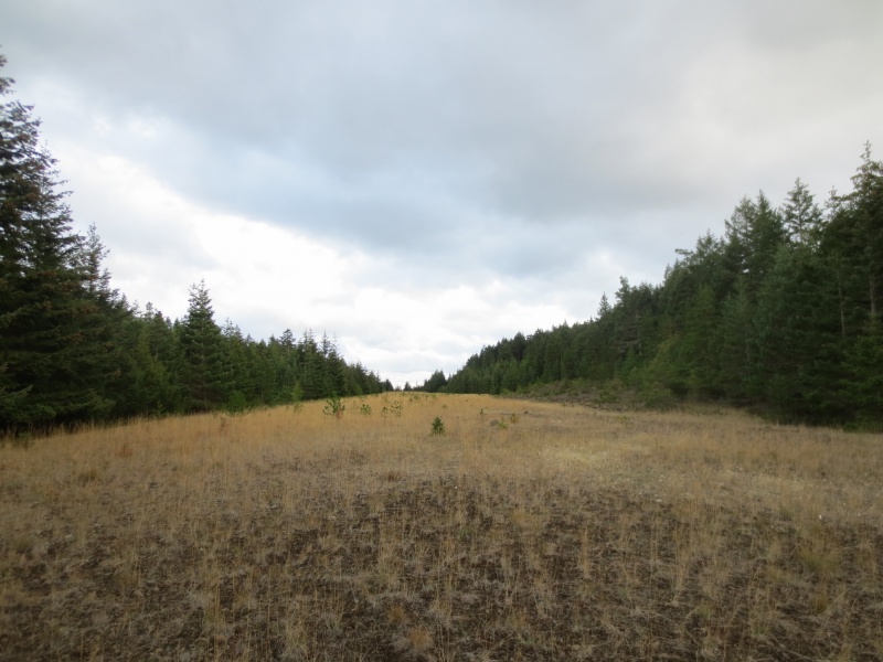 North end of airstrip looking South. From what I read, a developer bought land on Cypress in 1978 with plans to build a resort and golf course, and cleared this airstrip in the 1980s. Land owners on Cypress fought the development and won, and the developer sold the land to the DNR.
