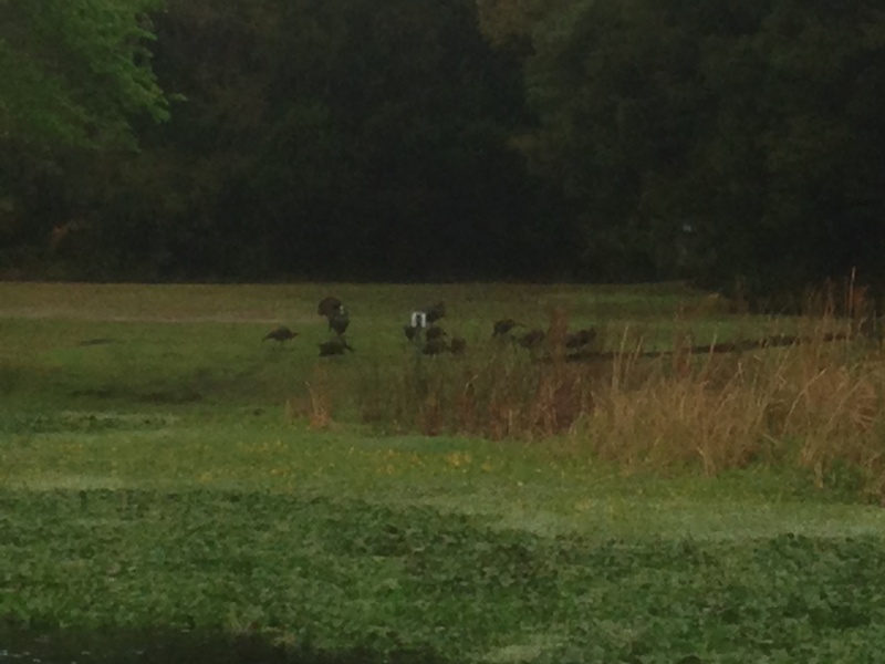 One of many gaggles of turkeys.