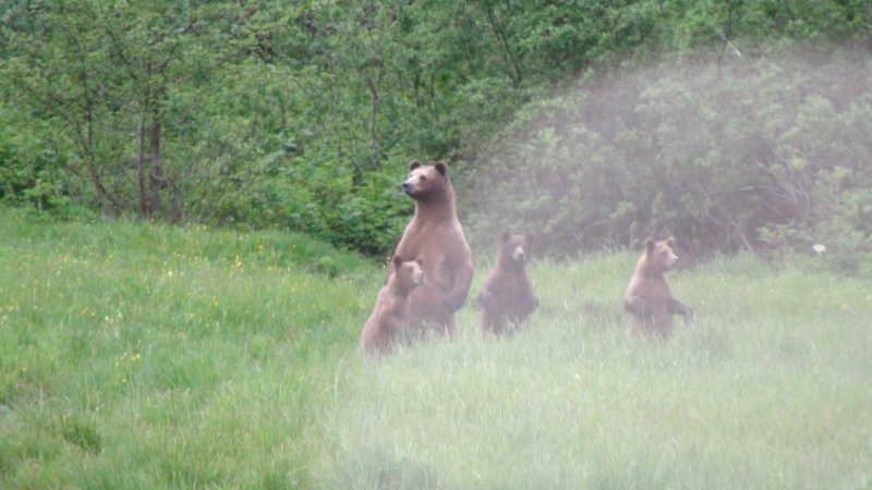 One of my best bear shots defaced by a rain drop