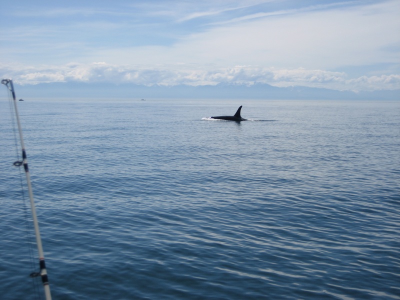 Orca south of Lopez in the San Juans