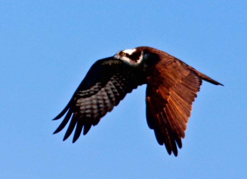 Osprey Hunting
