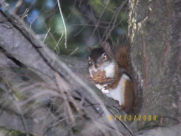 Our little friend near us