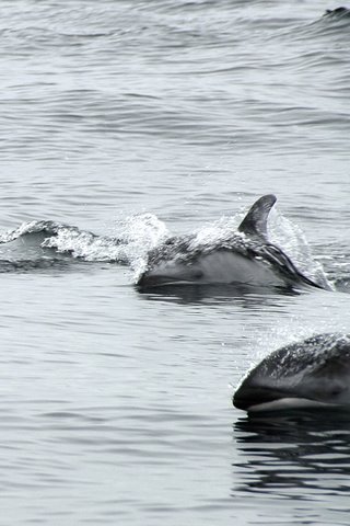 Pacific White sided Dolphins off SF