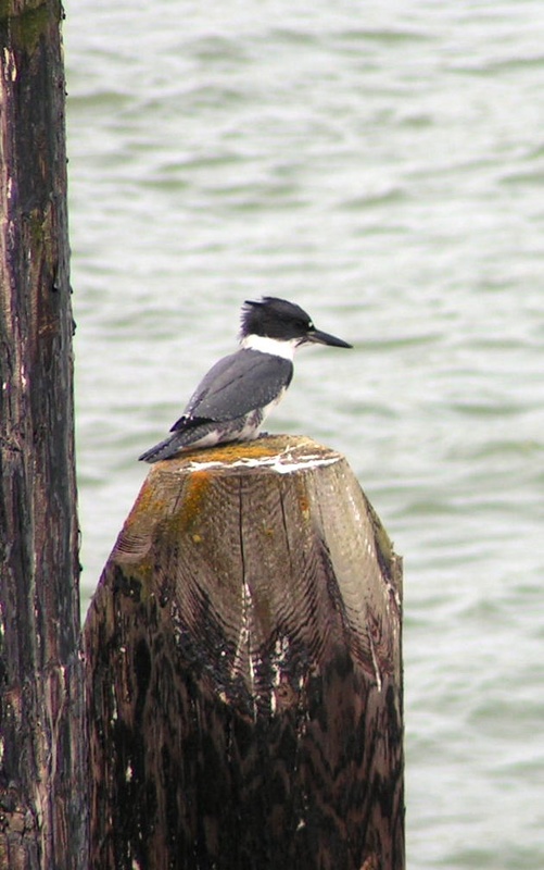 (Pat Anderson) A Bird