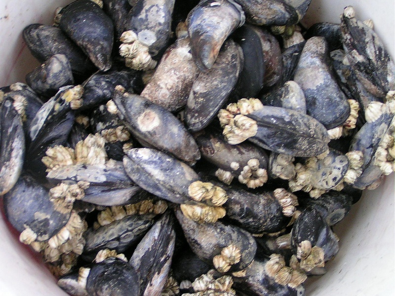 (Pat Anderson) Bucket 'O Mussels - Yum!