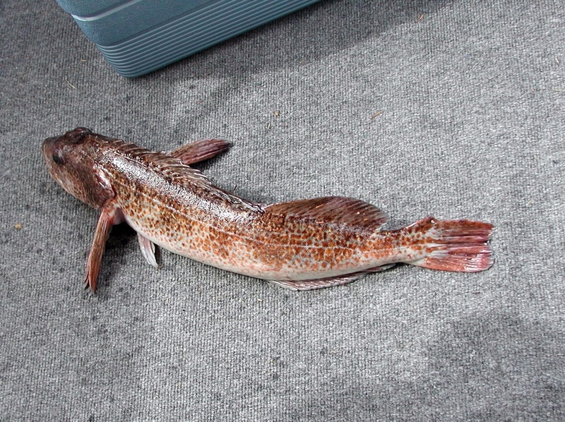 (Pat Anderson) OK, Anglers - What the Heck Kind of Fish IS This??