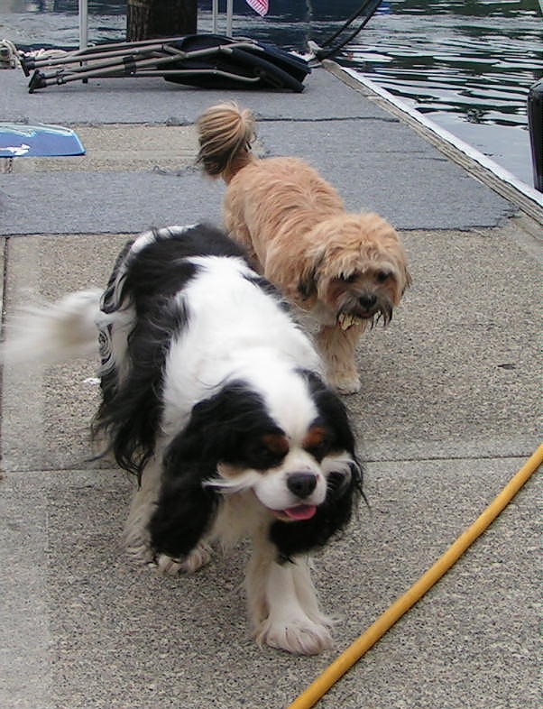 (Pat Anderson) Oscar and Friend